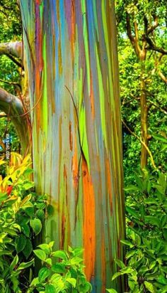 colorful tree bark with green leaves and trees in the background