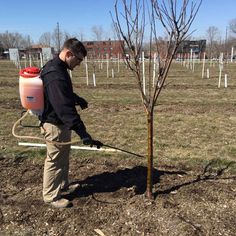 a man is spraying water on a tree