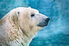 a polar bear standing in front of a blue background