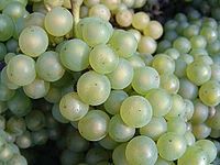 green grapes are growing on the vine