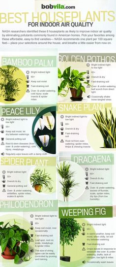 the best houseplants for indoor air quality info sheet with instructions on how to use them