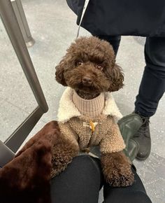 a brown dog wearing a sweater sitting on someone's lap with his legs crossed