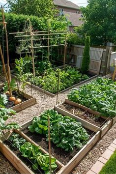 Raised garden beds filled with leafy greens, vegetables, and trellises, set in a sunny backyard with a gravel pathway and a wooden fence. Small Vegetable Garden Design Backyards, Sloped Backyard Landscaping Ideas, Backyard Vegetable Garden Ideas, Vege Garden Ideas, Vegetable Garden Layout Design, Backyard Vegetable Garden, Sloped Backyard Landscaping, Vegetable Garden Ideas, Small Vegetable Gardens