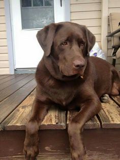 a large brown dog laying on top of a wooden deck