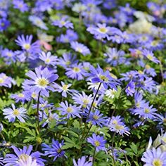 blue and white flowers are growing in the grass