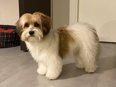 a small brown and white dog standing on top of a floor next to a door