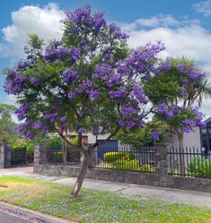 a tree with purple flowers is in front of a fence and house on the other side