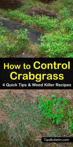 how to control crabgrasss 4 quick tips and wood killer recipes