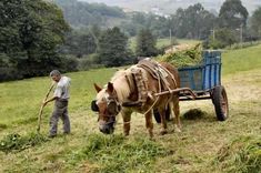 a man standing next to a horse pulling a blue wagon filled with green grass on top of a lush green hillside