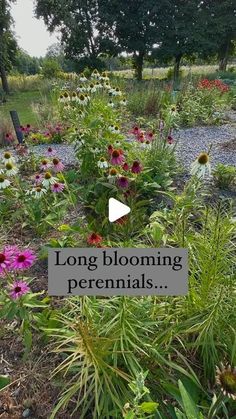 a garden filled with lots of flowers and plants