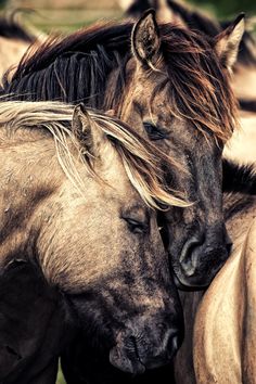 two horses that are next to each other with their heads close together and one is rubbing its face against the other