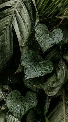 green leaves with drops of water on them