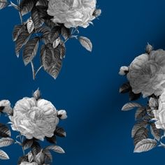 black and white roses on a blue background