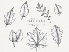 hand drawn fall leaves by png elements