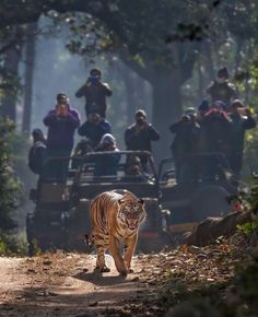 a tiger walking down a dirt road next to people on jeeps in the background