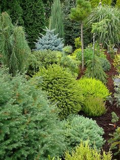 a garden filled with lots of different types of trees and shrubs in the middle of it