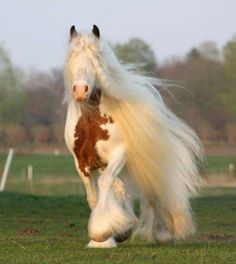 a white and brown horse with long hair running on the grass in front of trees