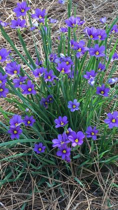 some purple flowers are growing out of the ground in the grass and straw on the ground