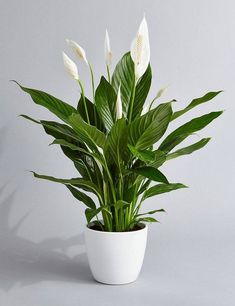 a potted plant with white flowers in it