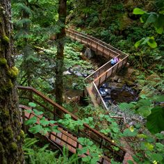 two people are walking across a bridge in the woods