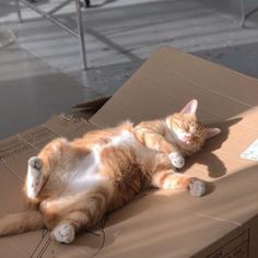 an orange and white cat laying on top of a cardboard box with its eyes closed