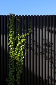 a green plant growing on the side of a black fence