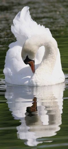 a swan is swimming in the water with its reflection on it's body and head