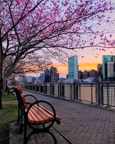 two park benches sitting next to each other on a brick walkway with pink flowers in the trees