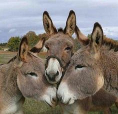 two donkeys standing next to each other with their noses close together and looking at the camera