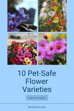 Explore pet-friendly flowers including nasturtium and asters. This pin features 4 images showcasing safe and beautiful flowers for cats and dogs. Phalaenopsis Orchid, Stay Happy, Dog Eating, African Violets, Different Flowers, Pet Safe, Petunias, Pansies, Pet Owners