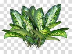 a green plant with large leaves on it's head, in the middle of a white