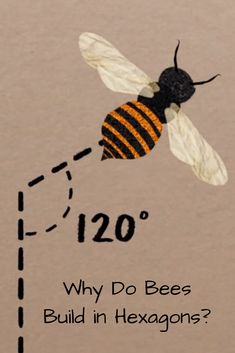 a bee flying through the air with words below it that say, why do bees build in hexagons?