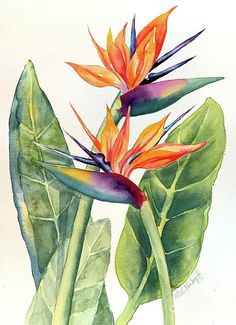 a watercolor painting of two birds of paradise flowers