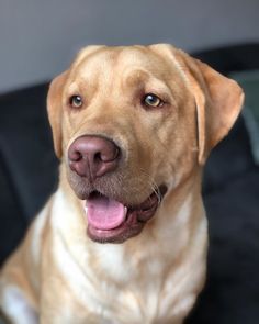 a close up of a dog with its tongue out