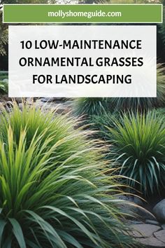 the words 10 low maintenance ornamental grasses for landscaping