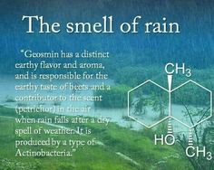 an image of the smell of rain and water on a cell phone screen, with caption that reads i love that smell