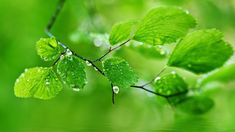 green leaves with drops of water on them are reflected in the wet surface of the water