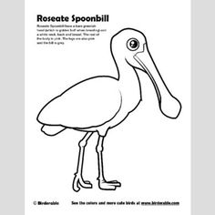 a drawing of a pelican with the words roseate spoonbill