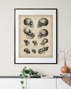 an antique print of the human skull is displayed on a shelf next to a potted plant