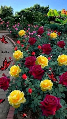 many roses are blooming in the garden with butterflies flying around them and on the ground