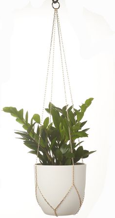 a potted plant hanging from a chain