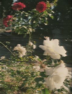 some white and red flowers in the grass