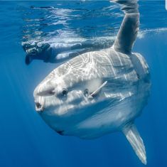 a large white shark swimming in the ocean