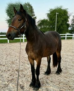 a brown horse standing on top of a sandy field