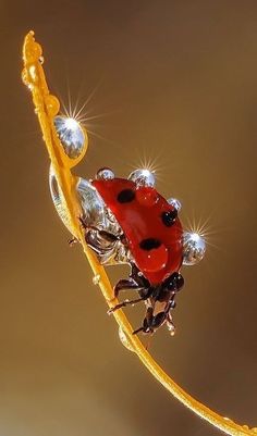 a lady bug sitting on top of a leaf