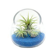 an air plant in a glass vase filled with blue sand