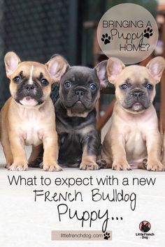 three puppies sitting next to each other on a table with the caption saying, what to expect with a new french bulldog puppy puppy puppy