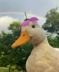 a white duck with a pink flower on it's head and a rainbow in the background