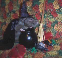 a rat sitting on top of a black pot next to a witch's hat