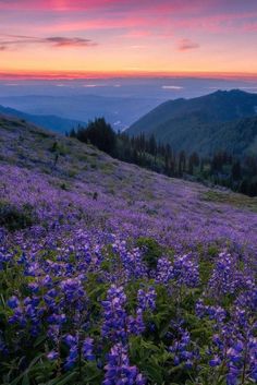 Lavender flowers growing on a mountain with mountains in the background and a pretty pink, orange, and yellow sunset Lavender Sunset, Purple Flowers, Lavender, Trees, Purple, Flowers